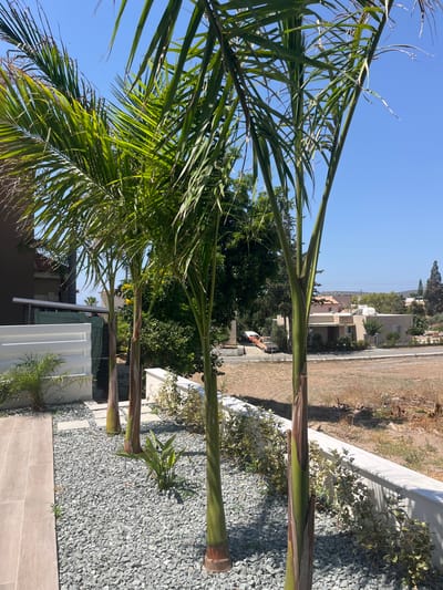The image depicts a sunny outdoor scene in the Moni Community, Cyprus. In the foreground, three palm trees stand tall with green fronds against a clear blue sky. The ground beneath them is covered in gray gravel, with a tiled pathway to the left and a low white wall with some low-lying green plants along its top to the right. In the mid-ground, there are various trees and vegetation, a light-colored building with a modern roofline, and a street with a couple of parked vehicles. The background reveals more buildings and trees, with a slightly hazy horizon suggesting a warm climate. The overall impression is of a residential area with a tropical or Mediterranean influence.