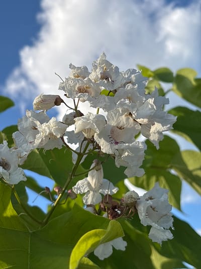 The image shows a cluster of white catalpa flowers in bloom, set against a backdrop of a bright blue sky with fluffy white clouds. The flowers are delicate, with ruffled petals and faint purple markings inside. Several large, green leaves frame the flowers, some catching the sunlight and appearing almost translucent. The perspective is from below, looking up towards the sky, giving a sense of the flowers reaching upwards. There are no people or animals visible. The scene is one of natural beauty, likely captured outdoors in a park or garden setting. The mention of Novaya Usman, Russia, indicates the geographical location of this natural display.
