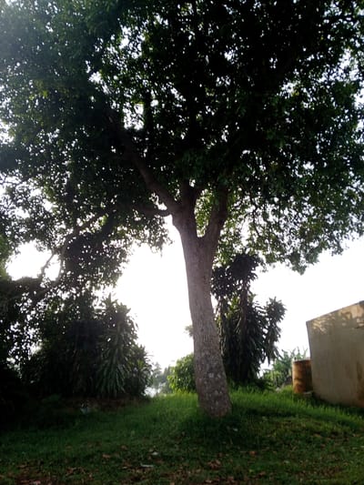 The image depicts a tree in a grassy area. The tree has a thick trunk and a dense canopy of leaves. There are other plants and foliage present in the background. A building or structure is visible to the right of the tree. The location is Kudawa, Sri Lanka. The lighting suggests an outdoor setting during the day.