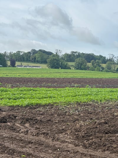 This image captures a wide rural landscape in Cross Keys, Ireland, dominated by agricultural fields under an overcast sky. The scene is viewed horizontally, showcasing distinct sections of cultivated land and natural features.
In the immediate foreground, to the right, there is a large area of dark brown, freshly tilled soil, appearing rough with visible clods and furrows. Moving leftwards across the frame, this tilled earth gives way to a vibrant strip of young, light-green plants growing in uniform rows, suggesting a cultivated crop like lettuce or spinach. Adjacent to this, there's a darker, reddish-brown strip, which could be another type of crop, darker soil, or a different stage of growth. Further to the left lies a broader expanse of bright green field, possibly pasture or another crop.
The mid-ground is characterized by a dense line of lush green trees, forming a natural barrier across the landscape. Nestled among these trees and in the distant fields are several light-colored farm buildings or houses, indicating human presence within the rural setting. Beyond these, gently rolling hills covered with a mix of trees and green foliage stretch into the background.
The upper portion of the image is filled with a soft, uniform gray sky, entirely covered by clouds, indicating an overcast daytime. No direct sunlight is visible, suggesting a calm or possibly pre-rainy day. There are no people, animals, or visible text in the image. The overall impression is one of productive farmland in a serene, rural environment.