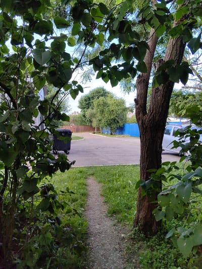The image depicts an outdoor scene, likely a residential area or courtyard, in Fanipal, Belarus. A narrow, unpaved path runs through lush green grass, leading towards a paved area. On the left, a large black garbage bin with wheels is positioned near a building. Further back, a bright blue fence borders the paved area, with trees and some red-bricked buildings visible beyond. To the right, the trunk of a mature tree with rough bark is prominent, and a silver car is parked on the paved surface. The foreground is dominated by dense green foliage, with leaves from trees obscuring parts of the view. The sky, visible through the leaves, appears to be partly cloudy. There are no people visible in the image.