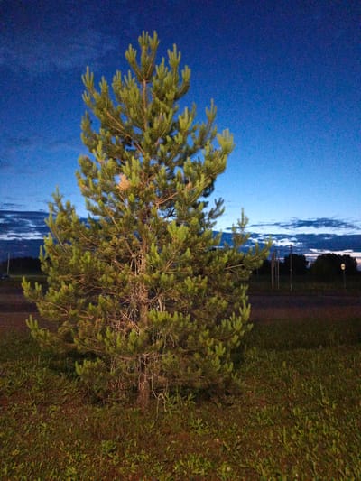 An eye-level medium shot captures a solitary pine tree in the foreground, its green needles illuminated by an unseen light source, casting a warm glow against the twilight sky. The sky above is a deep, rich blue, transitioning to lighter shades towards the horizon where wispy clouds streak across. The tree is situated on a grassy embankment, with lush green grass and scattered foliage filling the lower part of the frame. In the mid-ground, a dark, unpaved area, possibly a road or field, stretches horizontally. Beyond this, a line of dark trees forms the background, with a few indistinct vertical structures, possibly poles or signs, interspersed. A circular white sign is visible on the right side of the frame in the distance. The overall impression is one of a quiet, natural setting at dusk, likely in a rural or semi-rural area. The image appears to be taken in Kalachevo, Russia.