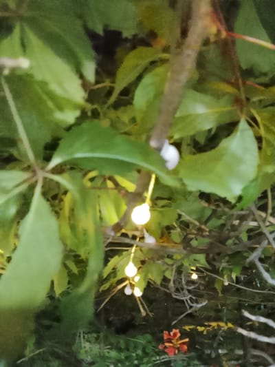 A close-up, slightly out-of-focus photograph captures a branch with green leaves, intertwined with what appear to be small, glowing lights. A snail is visible on the branch, nestled amongst the foliage. In the lower right corner, a small cluster of red flowers is visible. The overall impression is of a natural setting with artificial lighting, possibly in a garden or outdoor space. The scene is situated in the city of Жалпақсай, Kazakhstan.