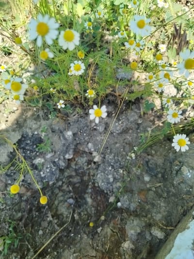 The image displays a close-up view of a patch of wild daisies growing in a natural, undeveloped area. The daisies are predominantly white with yellow centers, and their delicate petals are clearly visible. Some of the daisies are in full bloom, while others are buds or have faded. The plants are surrounded by greenery, including grass and other wild vegetation, suggesting a rural or uncultivated environment. The ground beneath the flowers appears to be rough and rocky, with visible soil and stones. There are no people or man-made objects visible in the image, indicating a scene in nature. The lighting suggests it may be daytime, with natural sunlight illuminating the flowers and foliage. The image provides no specific information about the city of Ceadîr-Lunga, Moldova, but the scene itself depicts a typical natural setting that could be found in many locations.