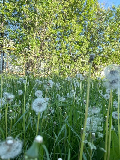 The image depicts a field of dandelions in Uray, Russia, against a backdrop of a tree with green foliage and a partial view of the sky. The dandelions are mostly in the seed head stage, with white, spherical seed heads visible among the green grass. The image is taken from a low angle, creating a sense of depth and immersion within the field. A partial view of a structure is visible behind the trees.