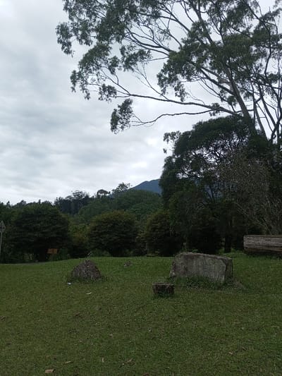 A lush green field scattered with rocks and a cut log sits beneath a cloudy sky. Trees line the backdrop, obscuring the horizon except for a visible mountain peak in the distance. A large tree with many branches frames the scene from the right, with delicate leaves reaching upwards toward the overcast sky. The overall impression is one of calm and natural beauty.