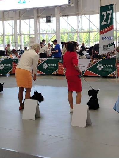 The image depicts an indoor dog show taking place at an event center in Zelenaya Roshcha, Russia. The environment is a large, open space with a light-colored floor and a high ceiling with industrial lighting and large windows. In the foreground, two women are presenting black Scottish Terriers. The woman on the left, wearing a white top and an orange skirt, is holding a leash attached to one of the dogs. The woman on the right, dressed in a red dress, is also holding a leash. Two white A-frame signs are placed on the floor in front of the dogs. In the background, other people are visible, some with dogs, and banners are displayed. One prominent banner is green and white, featuring the number "27" and Russian text, including "РИНГ" and "Monge NATURAL". The overall scene suggests a competitive event for dogs.