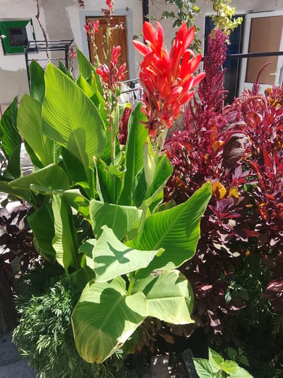 The image captures a vibrant outdoor scene in Bukhara, Uzbekistan, featuring lush foliage and striking red flowers. In the foreground, large, broad, green leaves with visible veins dominate the frame, interspersed with feathery, lighter green plants. Towering above are several stalks of bright red flowers, with one prominent cluster in the upper center of the image showcasing delicate, elongated petals. Behind the vibrant greenery, a building with a light-colored facade is visible, featuring a wooden door and a small, dark green-paned window with a protective metal grate. To the right, a dense cluster of dark red foliage adds depth and contrast to the scene. The sunlight casts shadows, suggesting a bright, sunny day. The overall impression is one of a well-maintained garden or courtyard, possibly attached to a residential or public building in Bukhara.