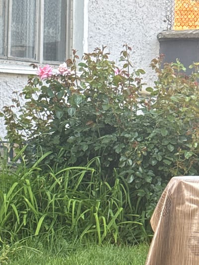 The image displays an outdoor scene in Ihtiman, Bulgaria, featuring a garden area adjacent to a building. A large rose bush with dense green foliage and several blooming pink roses dominates the midground. Some of the leaves exhibit a reddish-brown hue, indicative of new growth. Behind the rose bush, the textured white exterior wall of a building is visible. On the left side of the building, a multi-paned window with white frames and a light, semi-transparent curtain can be seen. To the right of the rose bush, an ambiguous dark, rounded object stands against the wall, partially obscured, with a section of an orange, grid-patterned structure visible above it. The foreground comprises lush green grass and taller, strap-like green plants. In the far right foreground, a segment of a light-brown fabric with vertical dark stripes, likely a tablecloth draped over an unseen object, is present. No individuals, animals, or explicit actions are depicted.