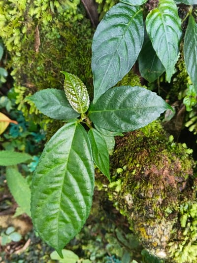 A plant specimen is depicted in a close-up, vertical orientation, set against a natural, moss-covered backdrop in Tây Ninh, Vietnam. The central subject is a plant stem from which multiple ovate to lanceolate leaves emerge. The mature leaves are dark green with prominent, impressed pinnate venation, exhibiting a somewhat ribbed surface. A distinct, lighter green, younger leaf or bud is positioned centrally at the top, displaying a more textured, possibly nascent, surface with pronounced veins. The surrounding environment is characterized by dense patches of bright to dark green moss covering an underlying substrate, likely a tree trunk or rock. Smaller, fine-leaved plants or mosses are interspersed within the larger moss growth. The lighting is diffuse and natural, indicating a shaded or overcast condition. No individuals or anthropogenic objects are observed.