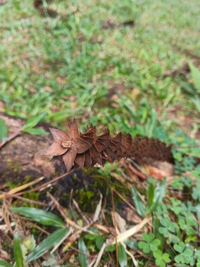 A brown, dried casuarina cone lies on a mossy log, surrounded by grass and clover. The cone's layered scales form a spiral pattern, culminating in a star-like tip. Green clover is visible on the ground, close to the dried cone, indicating moisture retention in the surrounding environment. The setting looks like a natural area with leaf litter.