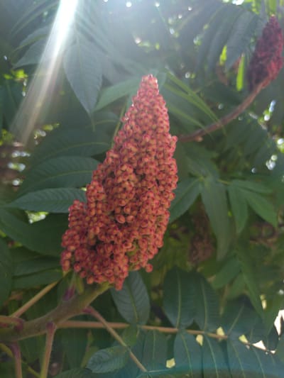 This media file depicts a close-up, naturalistic scene of a staghorn sumac plant, likely in its fruiting stage. The primary subject is a large, fuzzy, conical cluster of small, reddish-pink fruits, which are the sumac's berries. These berries are densely packed, creating a textured appearance. Surrounding the fruit cluster are large, compound leaves characteristic of the staghorn sumac, with a deep green color and serrated edges. The leaves are slightly out of focus, drawing attention to the detailed fruit.
The setting appears to be outdoors, with dappled sunlight filtering through the foliage, creating bright highlights and lens flare on the left side of the image. The presence of these light effects suggests a sunny day. The background is a blur of green leaves and some bokeh circles, indicating a leafy environment, possibly a garden or a natural woodland area. The stem of the plant is visible, covered in fine hairs and exhibiting a reddish-brown hue, with smaller branches and leaf stems emerging from it.
There is another, smaller sumac fruit cluster visible in the upper left of the frame, slightly out of focus and darker in color, suggesting it might be an earlier stage of development or a different part of the plant.
No people or animals are visible in the frame. The overall mood is peaceful and focused on the intricate details of the plant's natural form. The location context provided, Yagoda, Bulgaria, places this natural scene within that specific geographical area. There is no visible text within the media file.