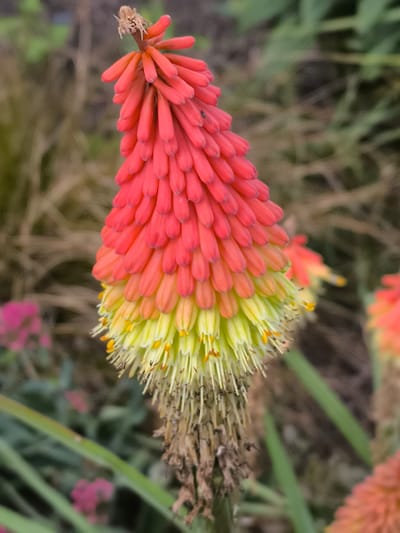 A close-up, vertical shot focuses on a vibrant red hot poker flower, its conical bloom displaying a gradient of colors from deep red at the top to bright yellow at the bottom, with individual tubular florets tightly packed together. The flower stalk is topped with dried, withered material. The background is softly blurred, showing out-of-focus green foliage, dry grasses, and hints of pink flowers. A small dark insect is visible on the red portion of the bloom. This image was captured in Alkmaar, Netherlands, specifically at the Alkmaar Botanic Garden.