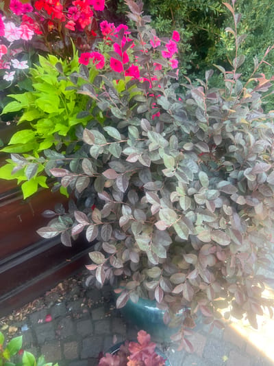 The image shows a close-up view of a flower pot filled with various plants. In the foreground, a dark-leafed shrub with small, ovate leaves is prominent. To the left, bright chartreuse leaves of another plant cascade downwards. Behind these, vibrant pink and red petunias and begonias add splashes of color. The background consists of lush green foliage. A dark wooden surface is visible on the left side of the image, and the ground beneath the pot appears to be paved with cobblestones. The lighting suggests it is daytime, with sunlight casting a warm glow on the right side of the frame. There are no people or animals visible in the image. The scene is likely from a garden or outdoor decorative planter in Iași, Romania, given the context.
