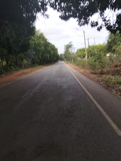 The image captures a slightly blurred, low-angle perspective of an empty asphalt road stretching straight into the distance under an overcast sky. Dark, out-of-focus foliage frames the top of the image, suggesting the viewer is under a canopy of trees.
The road surface is dark grey and appears to be damp or wet in various patches, reflecting the muted light. A solid white line marks the right edge of the road, running parallel to the direction of travel. The road shows some minor irregularities and darker spots, possibly potholes or worn areas.
On both sides of the road, dense greenery forms a natural boundary. To the left, a continuous line of trees with dark green foliage creates a natural wall. To the right, the vegetation is less uniform, consisting of various trees and bushes. Two utility poles with wires are visible on the right side of the road, standing amidst the foliage. The ground bordering the road on both sides appears to be reddish-brown dirt or soil with some sparse, dry vegetation.
The sky is a uniform light grey, indicative of overcast weather, and there are no strong shadows, suggesting diffused lighting. The overall scene conveys a quiet, possibly rural or semi-rural, environment. No people, vehicles, or animals are visible, emphasizing the solitude of the road.