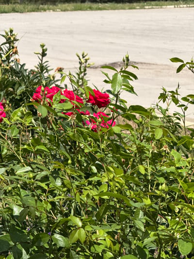 This is a vertical, close-up, outdoor photograph of a vibrant rose bush in bloom. The bush is dense with lush green leaves and several clusters of bright red roses. Some of the roses are fully open, displaying their rich red petals, while others are still in bud. The plant appears healthy and is bathed in bright sunlight, suggesting a sunny day.
To the left of the rose bush, a paved surface is visible, which appears to be a pathway or sidewalk. A thin strip of green grass runs along the very edge of the paved area. The textures of the concrete and grass are slightly blurred, keeping the focus on the roses. The lighting indicates it is daytime, likely late morning or early afternoon due to the strong shadows cast by the leaves and petals.
The photograph captures a moment of natural beauty, with the vivid red of the roses providing a striking contrast to the green foliage and the neutral tones of the path. There is no text visible in the image. The scene evokes a sense of warmth and the peak of summer bloom. Given the provided location context of Masalovka, Russia, this image likely depicts a garden or public space in that region during the warmer months.