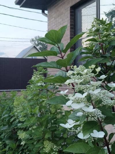 A medium shot captures a close-up view of a flowering plant with white blossoms and green leaves, positioned in front of a brick building. The plant's branches, exhibiting a reddish-brown hue, extend upwards and outwards, adorned with clusters of small, white, star-shaped flowers and delicate green buds. The foreground is dominated by the vibrant foliage and blooms, while the background features a segment of the brick building with a dark-framed window. Beyond the building, a glimpse of a brown fence and houses with slanted roofs is visible under a pale, overcast sky, suggesting a residential area. The scene is captured in Zelenodol'sk, Russia, with the architecture indicating a typical suburban setting. The lighting is diffused, consistent with an overcast day. There are no people or animals present in the frame.