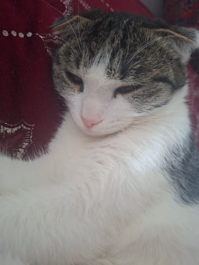 The scene is located in the city of Khujayli, Uzbekistan. A single domestic cat is depicted in a close-up, angled view. The animal possesses a white chest and lower face, transitioning to tabby fur with brown, black, and grey stripes and patches on its upper head, ears, and along its back. Its eyes are partially closed, indicating a state of rest or sleep. The cat's ears are flattened or folded backward. Its nose is pink. The cat is positioned against a dark red textile surface, which displays white or silver-colored embroidered patterns, including a line of dots and a more complex design, on the left side of the frame. No other subjects or objects are clearly discernible in the immediate foreground or background, and no interactions are taking place.