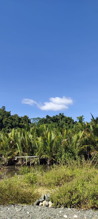 A vertical, medium shot captures a vibrant natural landscape under a clear blue sky with a single, wispy white cloud. In the foreground, a rocky, gravelly embankment leads down to a small, murky body of water. A rudimentary wooden structure, possibly a small pier or bridge remnant, juts into the water from the left side of the frame. Dense, lush green foliage, dominated by broad palm-like leaves and smaller leafy plants, covers the middle ground and extends into the background. Behind this verdant growth, a thick canopy of tall, dark green trees forms a distant treeline. The scene depicts a tranquil, undeveloped area, characteristic of the rural surroundings of Lamseunia, Indonesia. There are no people or animals present in the image.
