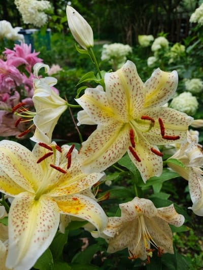 This is a close-up, eye-level, outdoor shot of several pale yellow lilies with red speckles in what appears to be a garden setting. In the foreground, two open lilies are prominently displayed, their petals speckled and some showing slight browning at the edges. The stamens, tipped with dark red anthers, are visible in the center of these flowers. Behind them, another open lily is partially visible, along with a closed bud. In the blurred background, other flowers, some pink and some white, and green foliage are present, suggesting a lush garden. The overall lighting is soft, and the scene is slightly damp, possibly due to recent rain, as indicated by water droplets on some petals. The image is focused on the lilies, with the background providing context without being a dominant feature. There are no people or animals visible in the image. The location is specified as Kalinovoye ozero, Russia, implying this is a photograph taken in a garden in that area.