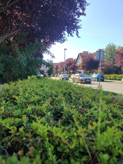 A low-angle, wide shot captures a sunlit residential street in Bielany Wrocławskie, Poland, on a clear day. In the foreground, a neatly trimmed green hedge dominates the frame, with its leaves sharply focused and the background blurred. Beyond the hedge, a paved street curves gently, lined with parked cars and residential buildings. The architecture of the houses features red-tiled roofs and brick chimneys. Several cars are visible on the street, including a brown sedan, a blue hatchback, and a black sedan further down. Lush green trees and trees with deep red foliage flank the street and line the sides of the houses, adding to the vibrant, natural setting. A streetlamp stands on the left side of the frame, and a grey street sign is positioned on the right. The overall atmosphere is peaceful and suburban, bathed in the warm glow of sunlight.