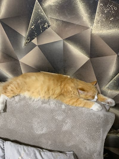 This is an overhead, eye-level, medium shot of an orange cat sleeping on a textured grey blanket. The cat is lying on its back with its paws stretched out above its head, and its face is partially covered by its paws. The cat's fur is fluffy and appears to be a mix of orange and white. The blanket beneath the cat has a subtle chevron pattern and is a light grey color. To the left of the cat and blanket, there is a wall with a geometric, abstract pattern. The pattern consists of dark grey and silver triangles with a textured, speckled finish in some areas, giving it a metallic or textured appearance. The overall lighting suggests it is daytime, and the setting appears to be indoors, likely a living room or bedroom. No visible text or specific location cues beyond the user-provided context of Belogorsk, Russia are present. The mood is peaceful and relaxed, indicated by the cat's sleeping posture.