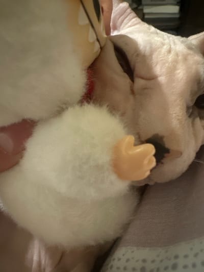 The image shows a close-up of a Sphynx cat interacting with a stuffed toy. The cat, which is light pink with some darker markings on its nose and ears, is lying down. Its head is turned towards the toy, which appears to be a white, fluffy creature with a small, peach-colored plastic hand. The toy is positioned near the cat's face, and the cat seems to be sniffing or nuzzling it. The background is out of focus, but appears to be a soft, textured surface, possibly a blanket or bedding. No specific location in Togliatti, Russia is identifiable from this image.