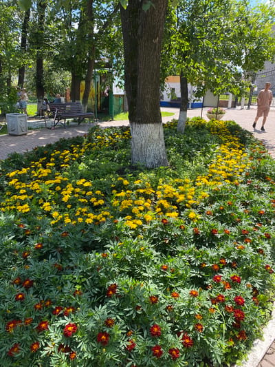 This is a photograph of a flower bed filled with red and yellow marigolds, located in a park in the city of Krasnoufimsk, Russia. The flower bed is situated along a paved walkway and surrounds the base of a large tree. In the background, there are more trees, a park bench, and some people sitting and standing. A man in a light-colored tracksuit is walking away from the camera on the walkway to the right of the frame. The sun is shining brightly, casting shadows on the ground.