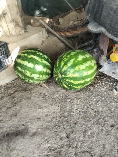 Two ripe watermelons with green stripes rest on a dirt ground. In the background, there is a woven basket, a weathered wooden post, and a dark, textured object. A yellow object, possibly a tool or part of a machine, is partially visible to the right. The environment appears to be outdoors, likely in a rustic setting. The image was captured in the city of Aktam (Tashkent region), Uzbekistan.