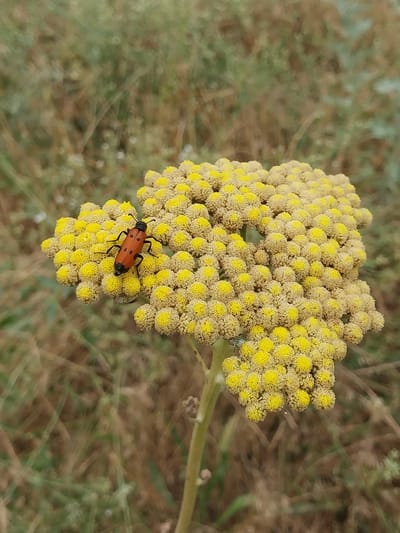 A close-up, vertical, eye-level shot shows an orange beetle with black spots on a cluster of small yellow flowers. The beetle is positioned on the top left of the flower cluster, with its body angled to the right. The flower cluster is umbrella-shaped and consists of many tiny, round florets. The background is a blur of dry grass and green foliage, suggesting an outdoor, natural environment. The scene appears to be located in Іргелі ауылдық округі, Kazakhstan.