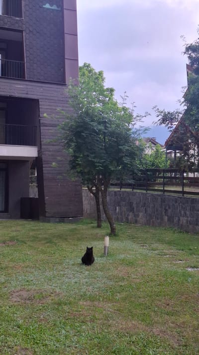 The image captures a contemporary house with a dark, tiled facade and wooden accents, situated in an outdoor grassy area. A lone black cat is the prominent subject, sitting on the lawn to the right of a small, gnarled tree. The tree, with its distinctive trunk, is positioned in front of a dark stone wall, which is topped by a wooden fence. Beyond the fence, glimpses of houses and lush greenery are visible under a cloudy sky. The overall scene suggests a quiet, possibly overcast day in a residential setting, with the architecture hinting at a modern design. The location cues point to Razlog, Bulgaria.