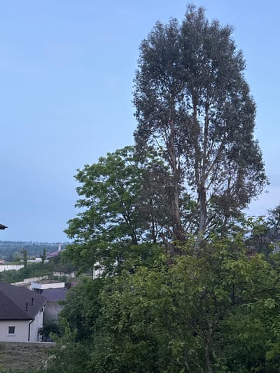 This image captures an elevated view of a residential area in Vesyoloye, Russia, at either dawn or dusk, indicated by the soft, clear, light blue sky that dominates the upper two-thirds of the frame. The scene is devoid of people or discernible movement.
In the center-right, a very tall, slender tree with sparse, dark green foliage and visible light-colored trunks stands prominently against the sky. To its left and slightly lower, a large, broad-leafed tree with a full canopy of vibrant green foliage is situated. The foreground, particularly the lower center and right, is densely packed with various smaller trees and shrubs, displaying a range of green hues.
In the lower-left quadrant, a house with white walls and a dark, multi-gabled roof is visible, featuring a small white-framed window and two dark roof vents. Adjacent to it, partially obscured by foliage, is another building with a similar dark roof. Further into the mid-ground, a white retaining wall runs horizontally, and several more residential structures with varying roof colors are scattered amongst the greenery. In the distant mid-ground, a distinctive white structure with a red conical top, possibly a water tower, rises above the tree line, framed by a hazy landscape that suggests the outline of a distant town or city. The overall environment appears green and somewhat hilly, indicative of a suburban or semi-rural setting.