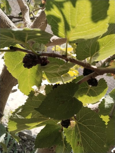 The image shows a close-up view of a mulberry tree with several dark-colored mulberries and green leaves. The branches of the tree are visible, along with sunlight filtering through the leaves, creating shadows. The ground below is out of focus, showing dirt and some greenery. The setting appears to be an outdoor environment in Yangiabay, Uzbekistan. There are no people or animals visible in the image.