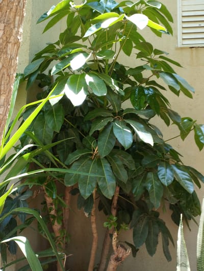 A sunlit outdoor scene in Zikhron Yaakov, Israel, features a cluster of large, dark green leafy plants with thick brown trunks, positioned against a light-colored stucco wall. To the left, a portion of a textured tree trunk, possibly a palm, is visible. In the background, a portion of a window with horizontal blinds is present. The lighting suggests it is daytime, casting bright highlights on the plant leaves and creating shadows. The plants appear healthy and well-established.