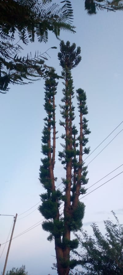 Three tall Norfolk Island pines stand against a light blue sky. The trees have thick, brown trunks that divide near the base, with the central trunk taller than the others. Green foliage clusters adorn the trees' upper branches. Power lines stretch across the right side of the frame, and other trees frame the scene. A street light pole is barely visible on the lower left of the image.
