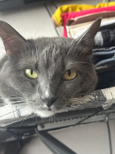 A close-up, head-on, medium shot captures the face of a grey cat as it rests its head on a folded cloth with a black and white patterned edge. The cat's ears are pointed upwards, and its light green eyes are open and looking directly at the camera. Its fur is short and dense, with prominent white whiskers. The background consists of a stack of brightly colored folded clothes. This image does not provide any information about the location in the city of Kimry, Russia.