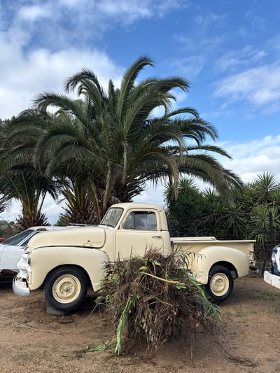 An old, cream-colored pickup truck is parked on a dirt surface. The truck is next to a large palm tree. There are brush and foliage piled around the vehicle. The sky is blue with scattered clouds. The location is Kraaifontein, South Africa.