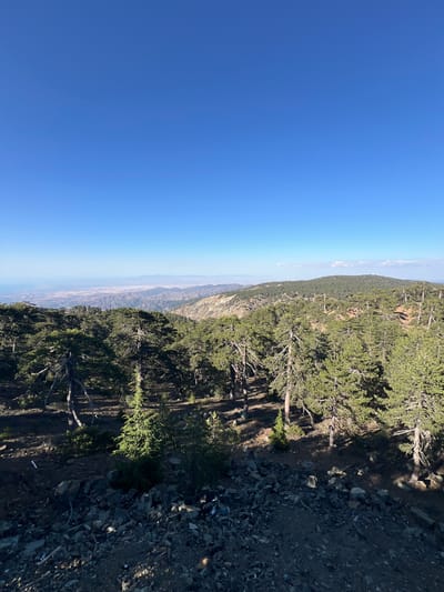 The image captures a vast landscape from a high vantage point in the Troodos Mountains, Cyprus. A clear, deep blue sky dominates the upper half of the frame. Below, a dense forest of evergreen trees, likely pines, covers rolling hills. The trees are varied in size and density, with some appearing gnarled and ancient, their branches reaching out against the sky. The terrain is rocky and uneven, with patches of exposed earth and scattered stones, particularly in the foreground.

In the distance, a hazy vista of lower hills and plains stretches towards the horizon, where the land meets the faint outline of the sea and a light-colored coastline. The overall impression is one of rugged, natural beauty, with the expansive sky and distant sea emphasizing the mountainous environment. There are no people or discernible human activity in the image, suggesting a remote and natural setting. The lighting indicates it is likely daytime, with sunlight casting shadows through the trees, highlighting the textures of the forest floor and the rugged landscape.