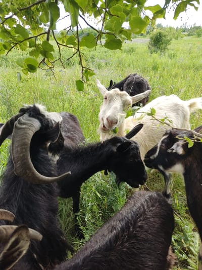 A group of goats are gathered in a grassy field, with some of them nibbling on leaves from a nearby tree. The goats are of various colors, including black, white, and black and white. One goat in the foreground has large, curved horns. The scene appears to be set during the daytime, with soft natural light illuminating the animals and the lush green vegetation. The background shows more tall grass and some trees in the distance, suggesting a rural or agricultural setting. The goats seem calm and occupied with their grazing. The overall atmosphere is peaceful and natural. There is no visible text in the image.