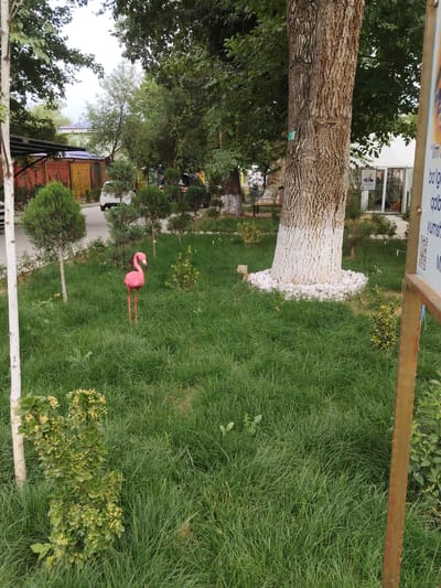 This image captures an outdoor scene in Chirchik, Uzbekistan, featuring a vibrant pink flamingo lawn ornament positioned in the center of a grassy area. The flamingo, with its long legs and distinct silhouette, stands out against the lush green grass. Behind it, a large tree with a textured bark dominates the background, its base circled with white-painted rocks and a wire enclosure. The setting appears to be a park or garden, with other trees, manicured bushes, and a white tent structure visible further in the background. A white car and a dark SUV are parked on a paved area to the left, suggesting a public space or a residential area. The sky is overcast, indicating a cloudy day.
To the right of the image, a vertical wooden pole stands, adorned with a sign displaying some text. Although partially obscured, some of the text is visible, including phrases like "Ilm" and "bolg'a" which are likely in Uzbek. The overall impression is one of a peaceful, well-maintained outdoor environment. The presence of the flamingo ornament adds a playful and whimsical touch to the natural scenery. The time of day is not definitively indicated but appears to be daytime, given the natural lighting.