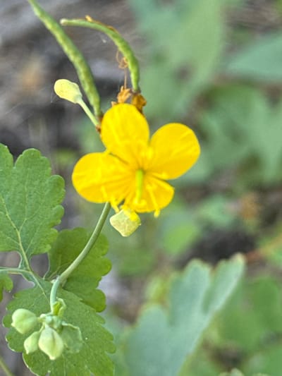 A close-up, eye-level shot focuses on a bright yellow flower with four petals, possibly a Greater Celandine (Chelidonium majus), against a blurred green background. The flower is in the center right of the frame. To the left, a cluster of light green seed pods and leaves are visible. One of the seed pods is still partially attached to the stem. The plant appears to be growing in an outdoor environment, likely in a natural setting. The image is an informal photograph, likely taken in the city of Korobivka, Ukraine.