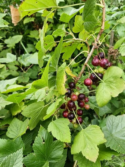 A close-up shot focuses on a branch of currants, heavy with ripe berries, set against a backdrop of lush green foliage. The berries, varying in color from deep purple to a lighter reddish-purple, hang in clusters. Some unripe green berries are also visible amongst the darker ones. The leaves are broad and serrated, with a slightly weathered appearance, some showing signs of natural blemishes. The branch itself is woody and brown, with smaller stems supporting the berry clusters. The overall scene suggests a natural, outdoor setting, likely a garden or natural area in Lagovskoe, Russia, where currants are cultivated or grow wild. There are no people or animals present in the image.
