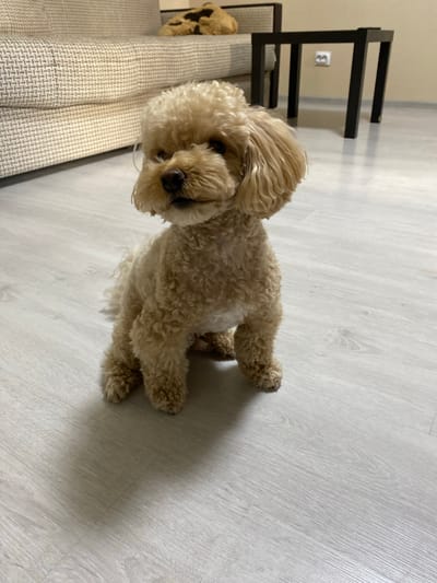 A light-colored poodle is lying on a light-colored wooden floor. The dog is facing towards the camera with its head tilted slightly. Its eyes are dark and its nose is brown. Its fur is curly and light brown in color. The dog is on its side, with its paws tucked in. The background is a simple wooden floor, with a hint of a couch and a dark metal shelf unit visible on the left side of the image. The lighting is soft and natural, suggesting it is daytime. There is no visible text in the image. The setting appears to be indoors, possibly a living room or a bedroom, in a residential location in Novosergievka, Russia. The overall mood is calm and relaxed, with the dog appearing comfortable and at ease.