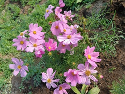 A cluster of pink cosmos flowers with yellow centers bloom in a garden bed. The flowers have delicate, elongated petals and are surrounded by finely cut green foliage. The soil is dark brown and appears moist. In the background, there is a patch of blurred green vegetation. The scene is outdoors, likely in a residential garden, and there are no people or animals present. This image was taken in the city of Alexandrovskoe, Russia.