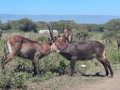 The image shows two waterbucks, a species of antelope native to Africa, in a grassy field in Karagita, Kenya.  The waterbucks are facing each other and appear to be interacting, perhaps sparring. One is brown with white markings and the other is dark brown. The field is covered in green vegetation, and there are trees in the background. The horizon is marked by a distant mountain range. The sky is clear and blue, and the ground is a mixture of dirt and grass. The coordinates -0.775, 36.427 place the location in the Lake Naivasha region of Kenya.  The image is taken from a low angle, giving the impression that the observer is standing close to the waterbucks.