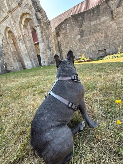 A dark gray French bulldog wearing a gray harness is sitting on a grassy area with dry patches and scattered yellow wildflowers. The dog is facing away from the camera, looking towards a large, ancient stone structure with arched openings and a red-tiled roof. The structure appears to be part of the Walkenried Abbey ruins in Walkenried, Germany. The sky is clear and blue. The sunlight casts shadows, indicating it is daytime.
