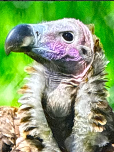 The image is a close-up, head-and-shoulders shot of a vulture with vibrant green foliage in the background. The vulture's head is mostly gray and purple, with a dark eye and a large, hooked beak. Its neck is covered in fluffy, brown and white feathers. The vulture is positioned facing left, with its head tilted slightly upwards. The focus is on the vulture's head and neck, with the body and background blurred. There is no visible evidence of human presence or any indication of its location in Babahjurong, Indonesia.