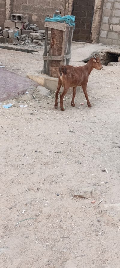A brown goat stands on a dirt road in a residential area. The goat is slender and appears to be facing right, with its tail slightly raised. Behind it, there's a makeshift wooden and woven basket structure covered with a blue cloth. In the background, a partially constructed building and a stone building with a dark doorway are visible. Scattered debris and a piece of blue plastic litter the ground.