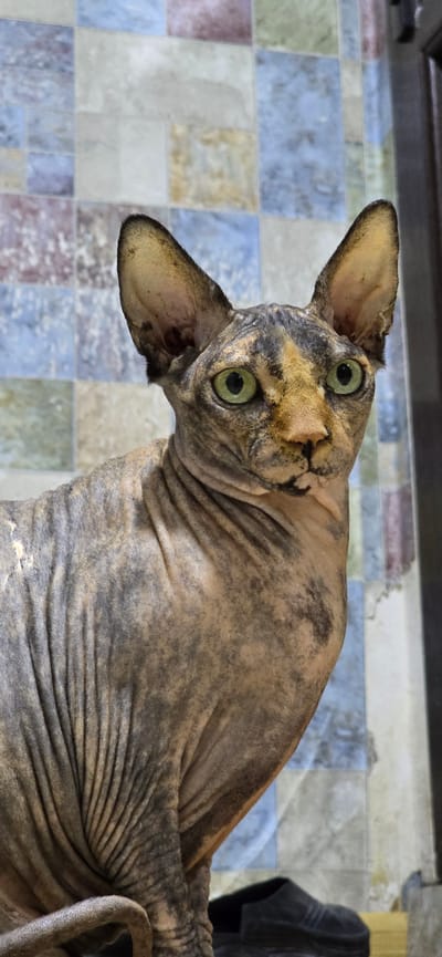 A close-up, high-angle shot focuses on a hairless cat with striking green eyes and tabby markings. The cat's skin is wrinkled and has a fawn and dark brown brindle pattern. Its large ears are prominent and stand out against its head. The cat is positioned on a floor covered in a mosaic of square tiles in shades of blue, beige, and pink. In the background, a dark wooden surface runs along the top of the frame, and a dark, textured object is visible on the right side. The lighting suggests an indoor setting, possibly during the day, with no visible weather cues. The cat's gaze is directed towards the viewer, conveying a sense of curiosity or alertness. No text is visible in the image. The scene appears to be in a residential setting in Baku, Azerbaijan, as indicated by the location context.