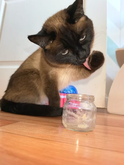 In Фролы, Russia, a Siamese cat is sitting on a wooden floor, licking its paw. The cat is facing a small glass jar containing some residue. The background features a white door and part of a cream-colored wall.